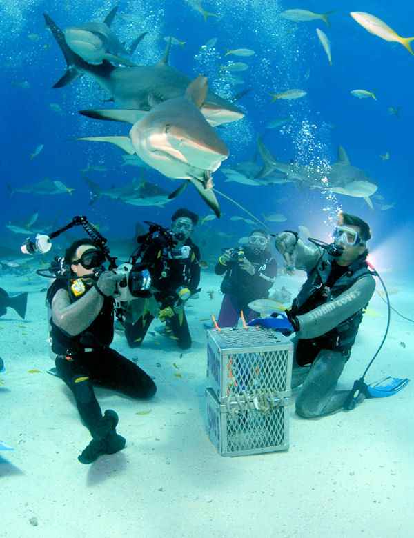 Nassau 2 Tank Shark Adventure